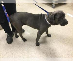 Mastiff-Unknown Mix Dogs for adoption in Riverside, CA, USA