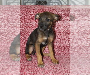 Boxer-Pointer Mix Dogs for adoption in El Centro, CA, USA