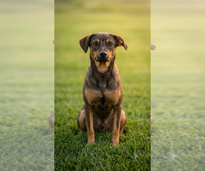 Mutt Dogs for adoption in Vail, AZ, USA