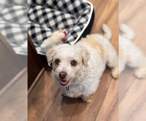 Havanese Dogs for adoption in Fort Wayne, IN, USA