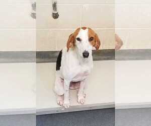 English Foxhound Dogs for adoption in Glen Allen, VA, USA