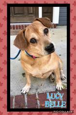 Medium Photo #1 Beagle-Unknown Mix Puppy For Sale in Pawtucket, RI, USA