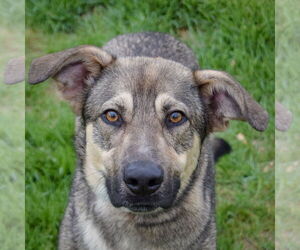 Shepradors Dogs for adoption in Huntley, IL, USA