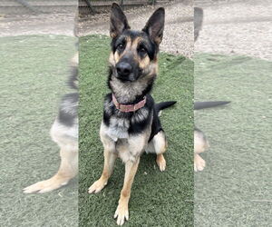 German Shepherd Dog Dogs for adoption in Leavenworth, KS, USA