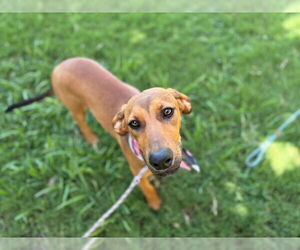 Doberman Pinscher-Unknown Mix Dogs for adoption in Tulsa, OK, USA