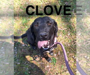 Labrador Retriever Dogs for adoption in Woodbury, NY, USA