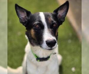 Australian Shepherd-Unknown Mix Dogs for adoption in San Diego, CA, USA