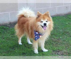 Pomeranian Dogs for adoption in Orange, CA, USA