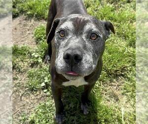 American Pit Bull Terrier Dogs for adoption in Modesto, CA, USA