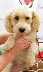 Poodle (Miniature) Dogs for adoption in Tehachapi, CA, USA