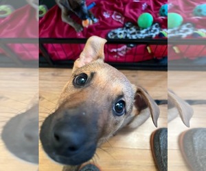 Mutt Dogs for adoption in Uwchlan, PA, USA