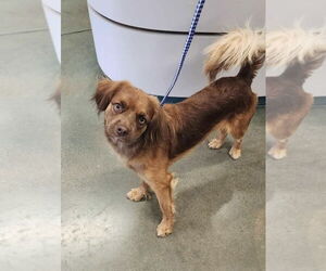 Cavalier King Charles Spaniel-Unknown Mix Dogs for adoption in Oak Bluffs, MA, USA