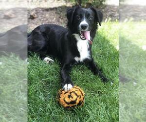 Border Collie Dogs for adoption in Batavia, OH, USA