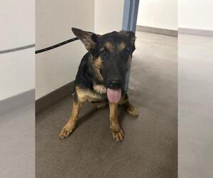 German Shepherd Dog Dogs for adoption in HESPERIA, CA, USA
