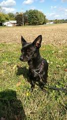 Chiweenie Dogs for adoption in Gibbstown, NJ, USA