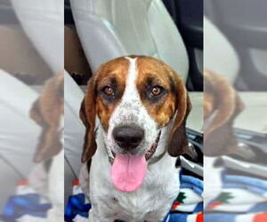 Bagle Hound Dogs for adoption in Deepwater, NJ, USA