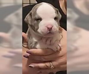 Mutt Dogs for adoption in Binghamton, NY, USA