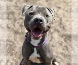 American Staffordshire Terrier Dogs for adoption in Aurora, CO, USA