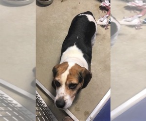 Beagle Dogs for adoption in Pierceton , IN, USA