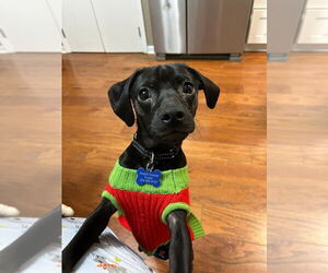 Daug Dogs for adoption in Mundelein, IL, USA