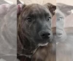 Medium Photo #1 Rottweiler-Unknown Mix Puppy For Sale in Spring, TX, USA