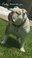 Bulldog Dogs for adoption in Conroe, TX, USA