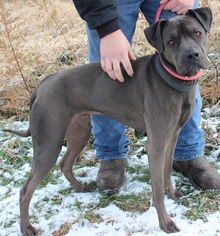 Boxador Dogs for adoption in Hillsdale, IN, USA