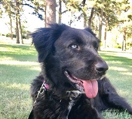 Sheprador Dogs for adoption in Great Bend, KS, USA