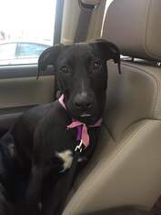 Labrador Retriever Dogs for adoption in McDonough, GA, USA