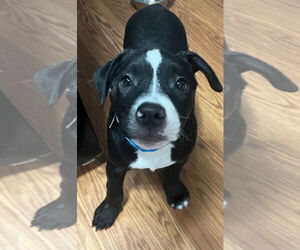 American Pit Bull Terrier-Unknown Mix Dogs for adoption in Clarkston, MI, USA