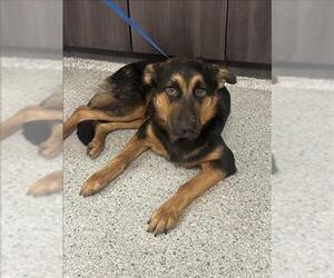 German Shepherd Dog-Unknown Mix Dogs for adoption in Conroe, TX, USA