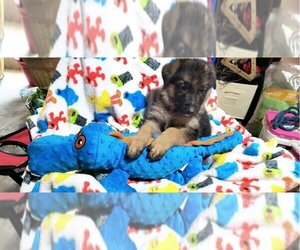 German Shepherd Dog Dogs for adoption in Kansas City, MO, USA