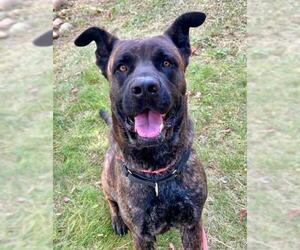 Mutt Dogs for adoption in Sacramento, CA, USA