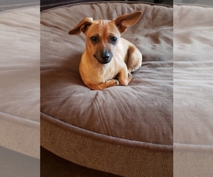 Chiweenie Dogs for adoption in Alta loma, CA, USA