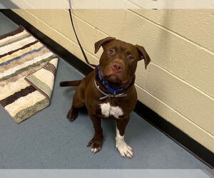 American Pit Bull Terrier Dogs for adoption in Denver, CO, USA