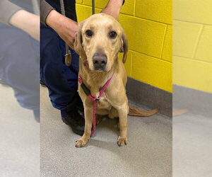 Golden Labrador Dogs for adoption in Forestville, MD, USA