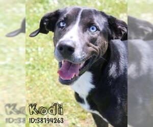 Mutt Dogs for adoption in Gulfport, MS, USA
