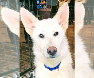 German Shepherd Dog-Unknown Mix Dogs for adoption in Candler, NC, USA