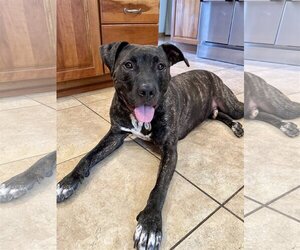 Plott Hound Dogs for adoption in Techny, IL, USA