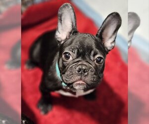 French Bulldog Dogs for adoption in Lake elsinore, CA, USA