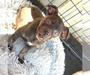 Mutt Dogs for adoption in Dana Point, CA, USA