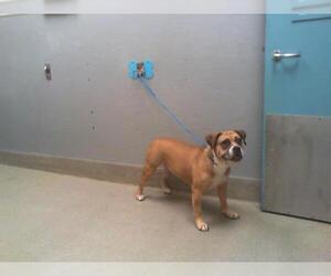 American Pit Bull Terrier-Unknown Mix Dogs for adoption in Las Vegas, NV, USA