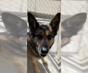 German Shepherd Dog Dogs for adoption in Franklin, IN, USA
