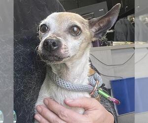 Chihuahua-Unknown Mix Dogs for adoption in Camarillo, CA, USA