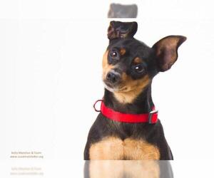Miniature Pinscher Dogs for adoption in Santa Cruz, CA, USA
