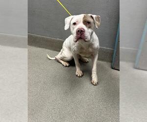 American Pit Bull Terrier-Unknown Mix Dogs for adoption in Las Vegas, NV, USA