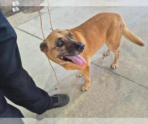 German Shepherd Dog-Unknown Mix Dogs for adoption in Texas City, TX, USA