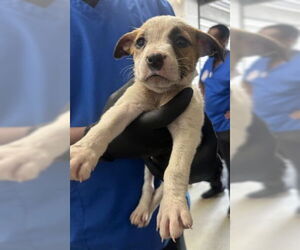 American Pit Bull Terrier-German Shepherd Dog Mix Dogs for adoption in San Bernardino, CA, USA