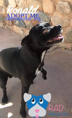 Boston Huahua Dogs for adoption in Cortaro, AZ, USA