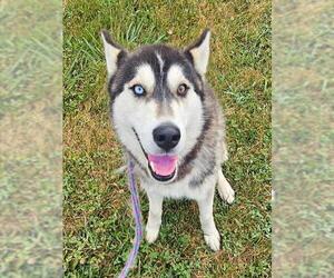 - Mix Dogs for adoption in Sacramento, CA, USA